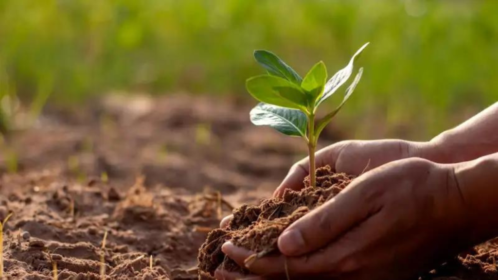 5 Manfaat Tumbuhan Untuk Lingkungan Hidup