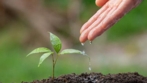 5 Manfaat Tumbuhan Untuk Lingkungan Hidup